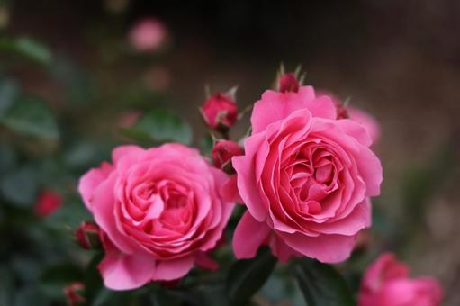 満開の濃いピンクのバラ二輪 薔薇,ローズ,ピンクの写真素材