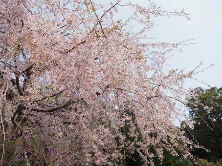 桜の花 桜の花の写真