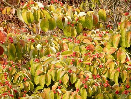 【花の写真】ハナミズキの実 【花の写真】ハナミズキの実 ハナミズキ,花水木,植物の写真素材