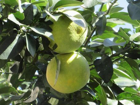 11月のグレープフルーツ   ００７ グレープフルーツ,果物,11月の写真素材