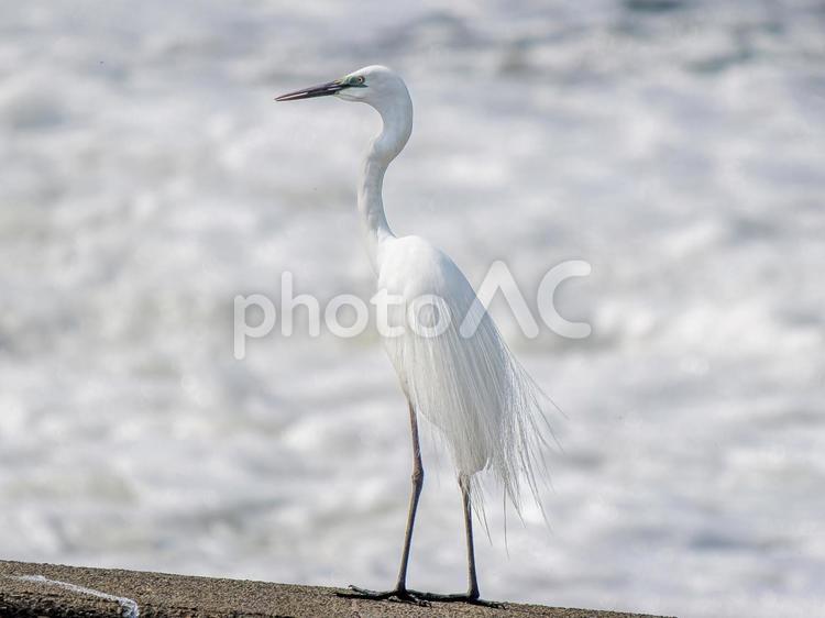 水辺のダイサギ 水辺のダイサギ ダイサギ,野鳥,サギの写真素材