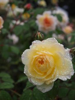 秋のバラ バラ,ばら,秋バラの写真素材