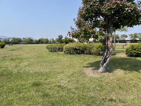 公園 公園の写真