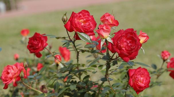 【花の写真】ばらの花 rose,植物,園芸の写真素材