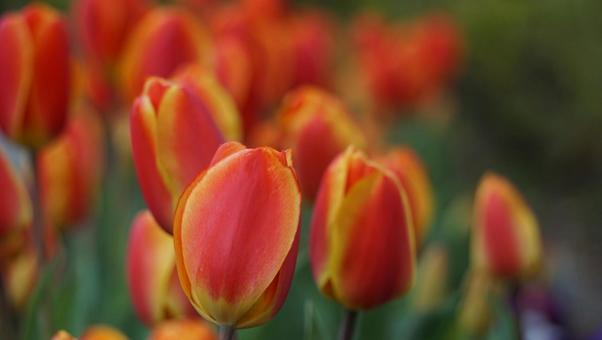 Tulip flower field red and yellow spring, JPG Tulip flower field red and yellow spring, JPG