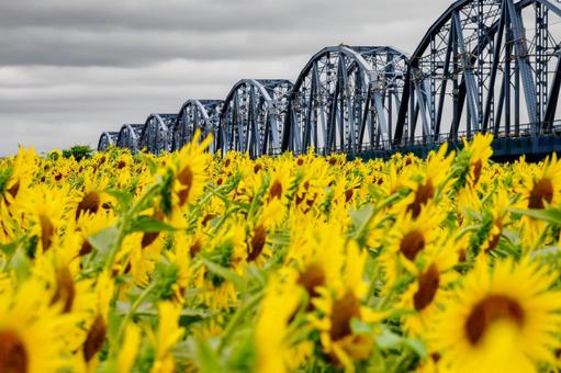 ヒマワリと鉄橋⑷ ヒマワリと鉄橋⑷ 夏,花,ヒマワリの写真素材