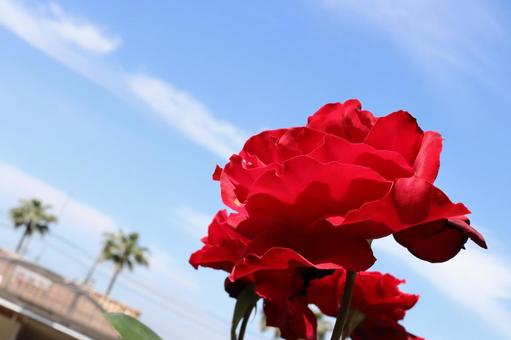 バラ園にて赤い薔薇を撮影しました バラ園にて赤い薔薇を撮影しましたの写真