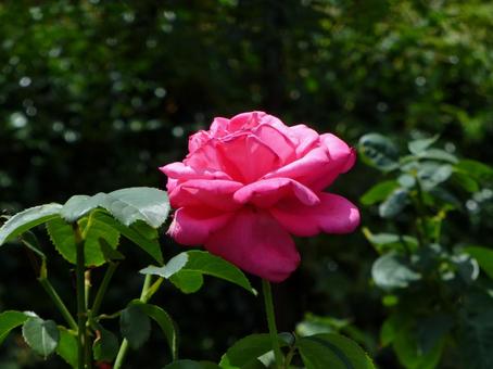 郊外のバラ園に咲く濃いピンク色のバラの花 郊外のバラ園に咲く濃いピンク色のバラの花 バラ,花,植物の写真素材
