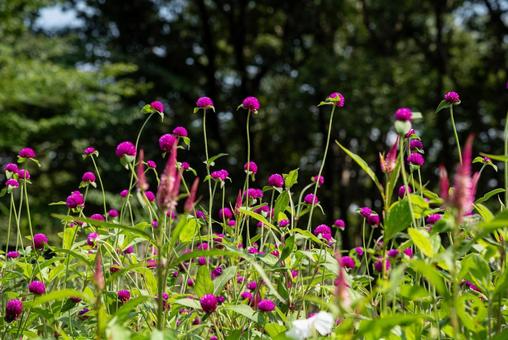 夏に咲く花・センニチコウ 夏に咲く花・センニチコウ 夏,センニチコウ,千日紅の写真素材