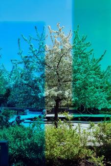 海外のステンドグラス越しの桜 海外のステンドグラス越しの桜 海外,アメリカ,マサチューセッツの写真素材