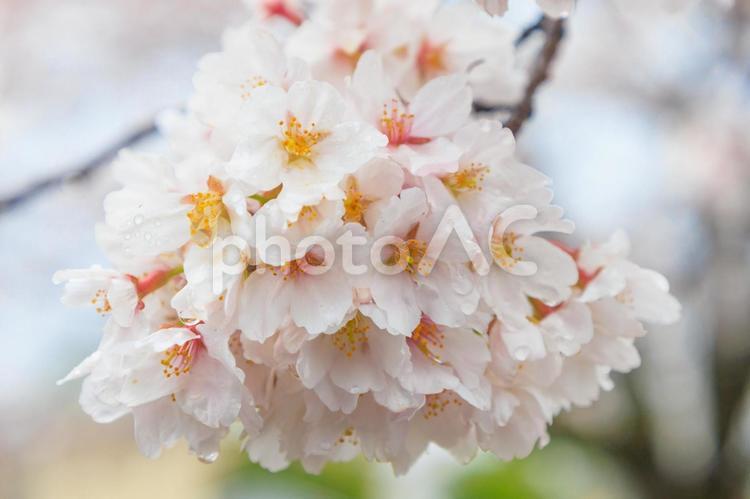 桜と雨粒2 桜,春,自然の写真素材