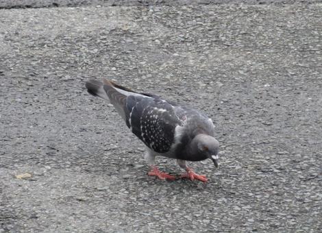 地面に降りて餌をついばむ鳩 地面に降りて餌をついばむ鳩の写真