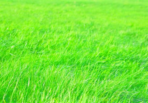 新緑グリーン牧草地 草 バックグラウンド 新緑グリーン牧草地 草 バックグラウンド 牧草,大草原,草原の写真素材