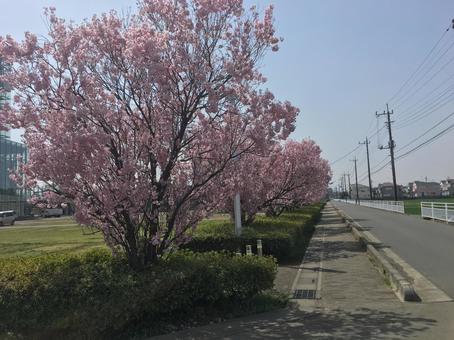 満開の桜並木と青空 春,桜,桜並木の写真素材