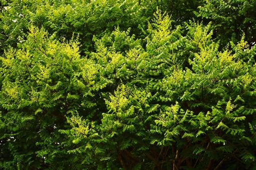 天然記念物モクゲンジの花 天然記念物モクゲンジの花の写真