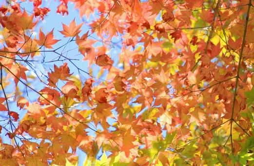 淡いもみじの紅葉 淡いもみじの紅葉の写真