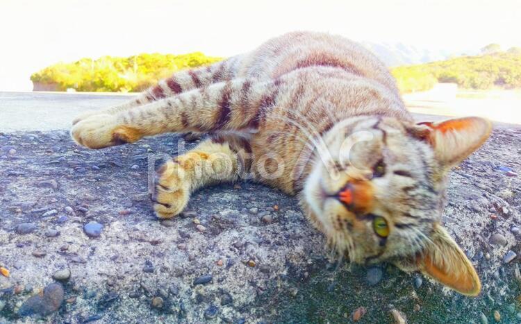 まったり 動物,ねこ,自然の写真素材