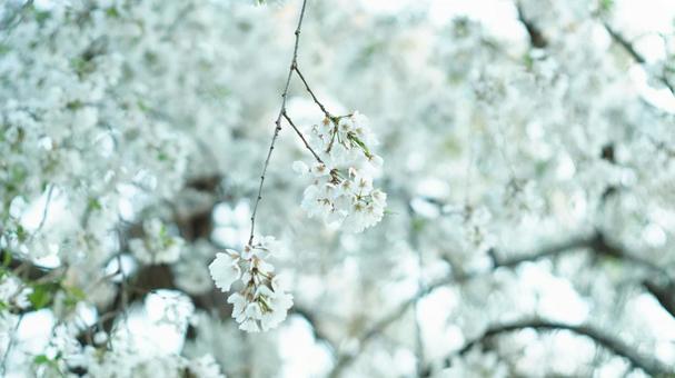 桜 桜の写真
