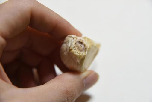 ニンニクを手で持つ ニンニク,にんにく,野菜の写真素材