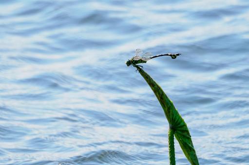 Photo, dragonfly, uchiwayanma, insect, 