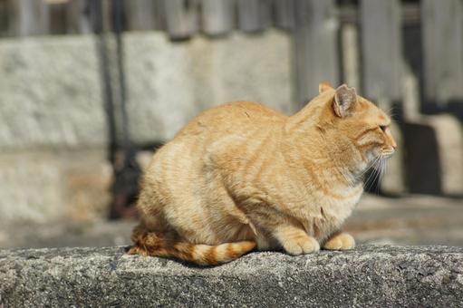 ねこ ねこの写真
