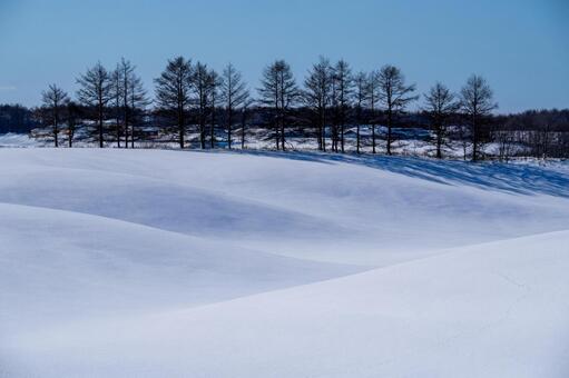 うねる雪原の曲線美とカラマツの防風林 雪原,丘陵,うねりの写真素材