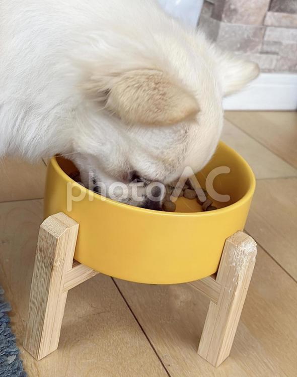お皿に顔を入れて餌を食べるチワワ 犬,子犬,チワワの写真素材