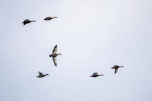 マガモの飛翔⒃ 鳥,マガモ,カモの写真素材