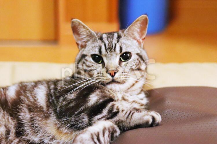 カメラ目線の猫 猫,ねこ,子ネコの写真素材