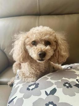 Photo, toy poodle, a pet, small dog, 