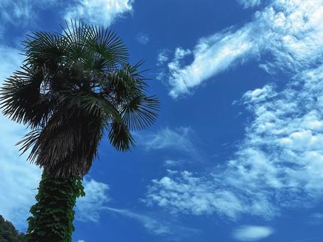 シュロの木と青空 シュロの木と青空 空,空模様,自然の写真素材