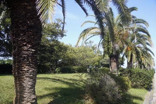 椰子の木の写真