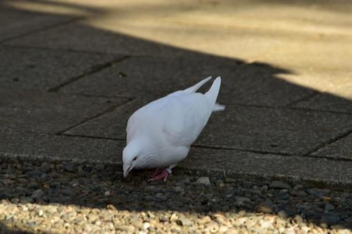 鳩 鳩の写真