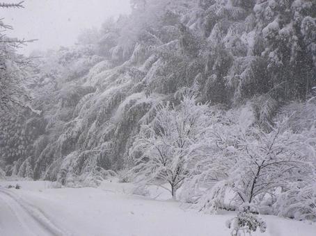大雪で木に積もった雪5 大雪で木に積もった雪5の写真
