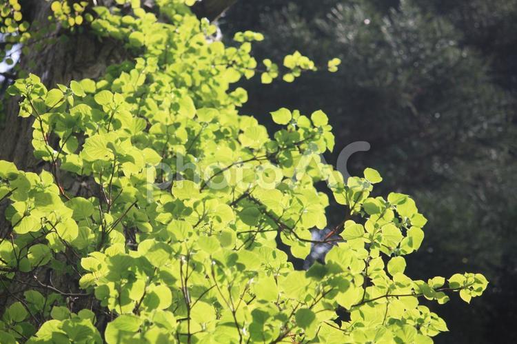 十和田の新緑１４選　２ 木,樹木,植物の写真素材