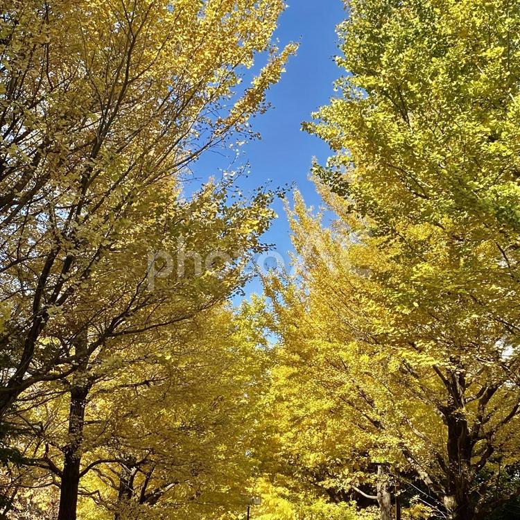 イチョウ並木 イチョウ,秋,晴れの写真素材