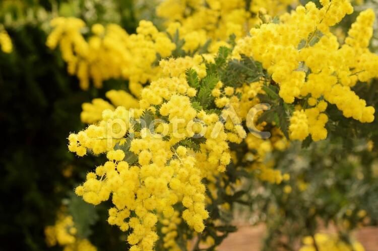 庭のミモザの花のクローズアップ、銀葉アカシア ミモザ,春,アカシアの写真素材