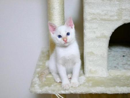 青い目の子猫 青目,子猫,白猫の写真素材