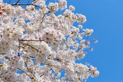 桜と青空 桜と青空の写真
