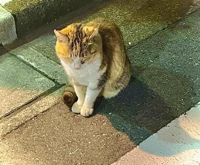 ネコ、至近距離 ネコ、至近距離 ネコ,猫,動物の写真素材