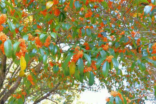 キンモクセイ　花 キンモクセイ,金木犀,木の写真素材