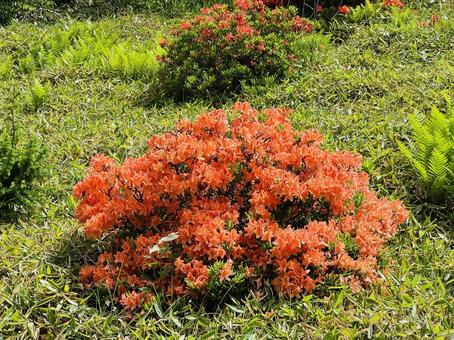ヤマツツジ ヤマツツジ,花,オレンジの花の写真素材