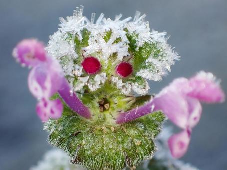 ホトケノザの顔 霜,ホトケノザ,霜の結晶の写真素材