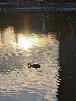 夕陽に輝く水面と鴨のいる風景 水辺,池,湖の写真素材