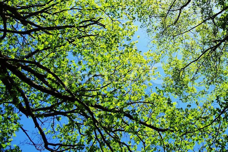 樹木と空 新緑,木漏れ日,壁紙の写真素材