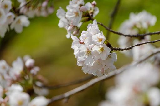 陽光に包まれるソメイヨシノの花房 陽光に包まれるソメイヨシノの花房の写真