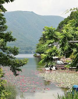 木崎湖 スイレン7 木崎湖 スイレン7 木崎湖,スイレン,山の写真素材