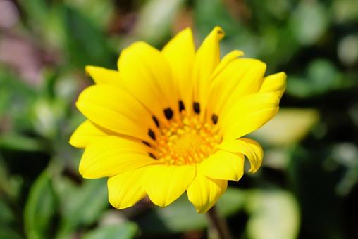 Gazania flowers in the sun in a flowerbed in mid-April, JPG Gazania flowers in the sun in a flowerbed in mid-April, JPG