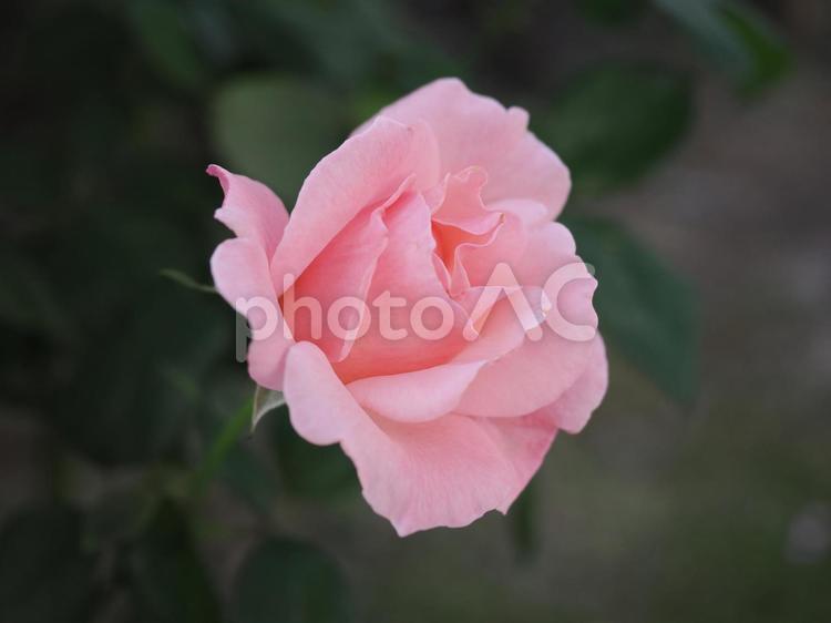 バラ園で綺麗な薔薇を撮った写真です バラ園で綺麗な薔薇を撮った写真です 花,薔薇,自然の写真素材