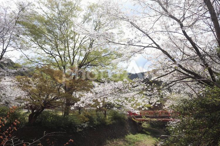 猪野公園 猪野公園,伊野天照皇大神宮,福岡の写真素材